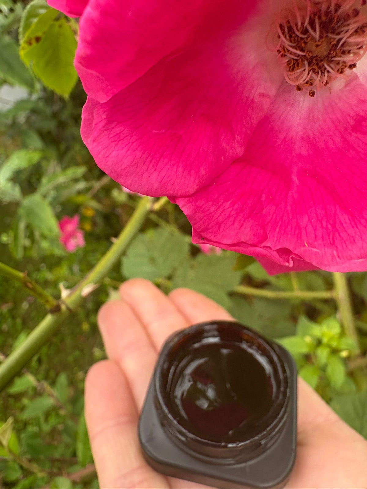 Eminence Shilajit Soft Resin 10g | Himalayan Mineral Resin